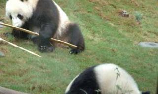 熊猫乐乐为什么会被饿死 熊猫乐乐死因初步确定